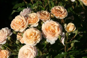 SWEET HONEY (floribunda)